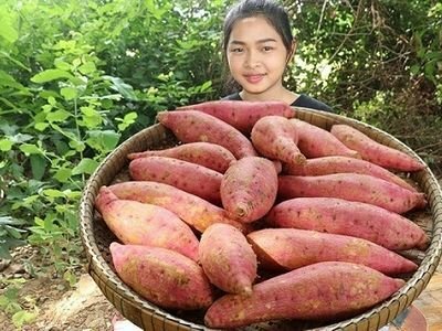 Картошка растет как бешеная! Собираю ведро с куста! Перед посадкой в каждую ямку следует...